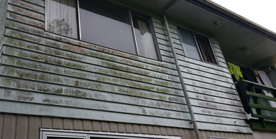 Dity House Needs a Clean
